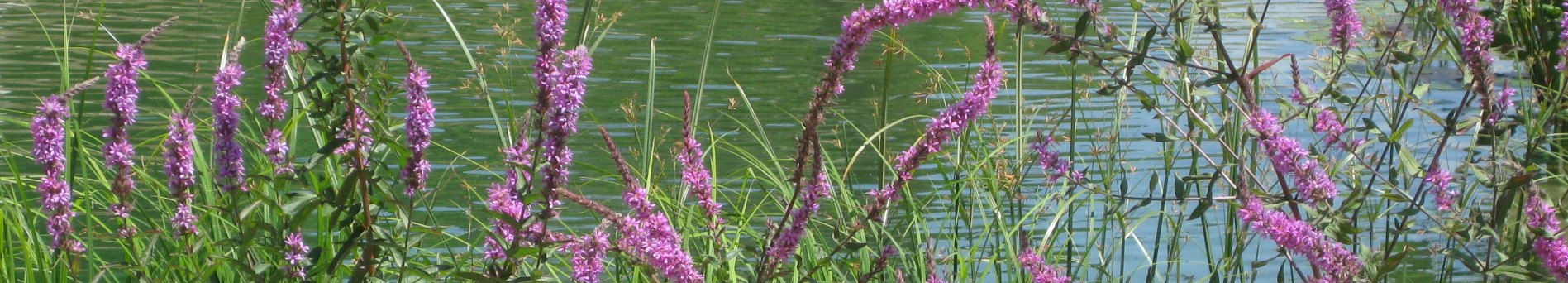 Schwimmteich Lythrum